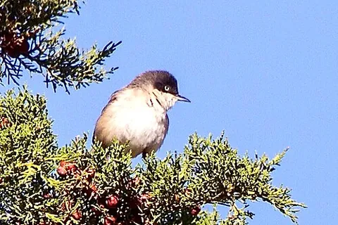 beccafico: a small bird, Sylvia hortensis, figpecker