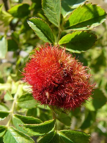 bedeguar: a gall produced on rosebushes, especially on the sweetbrier or eglantine, by a puncture from the...