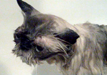 bedraggled: wet, limp, and unkempt; in disarray due to being doused with water, exposed to the elements, etc