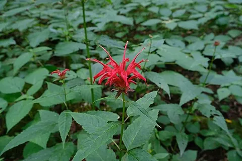 bee balm: the aromatic plant Monarda didyma or bergamot, native to North America