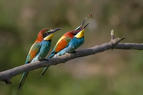 bee-eater: any of various brightly-coloured, insectivorous, near-passerine birds in the family Meropidae,...