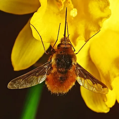 bee fly: any of the flies in the family Bombyliidae, with adults that look like bumblebees and larvae that...
