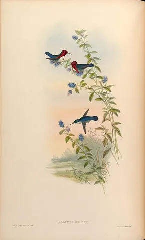 bee hummingbird: a species of hummingbird, Mellisuga helenae, native to Cuba, noted for being the smallest living...
