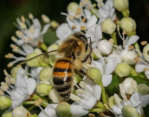 bee: a flying insect, of the clade Anthophila within the hymenopteran superfamily Apoidea, known for its...