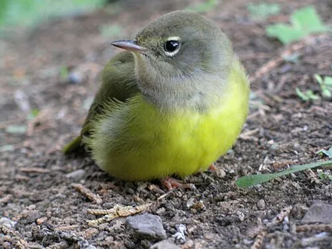 macgillivray's warbler: a small warbler of species Geothlypis tolmiei (syn. Oporornis tolmiei)