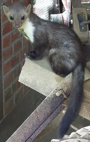 beech marten: martes foina, a marten of Eurasia