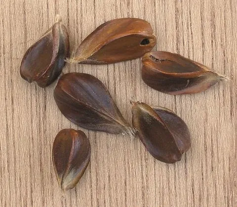 beech nut: the edible nut of the beech tree, Fagus