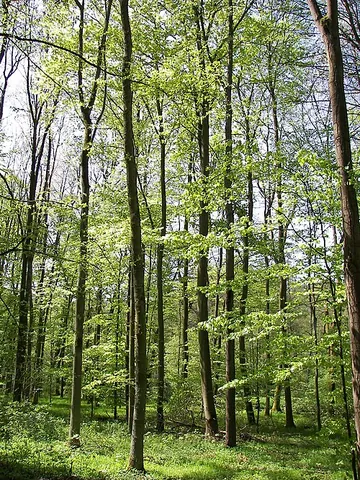 beech: a tree of the genus Fagus having a smooth, light grey trunk, oval, pointed leaves, and many branches