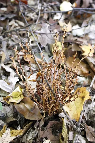 beechdrops: epifagus virginiana, a parasitic plant which grows on the roots of beech trees