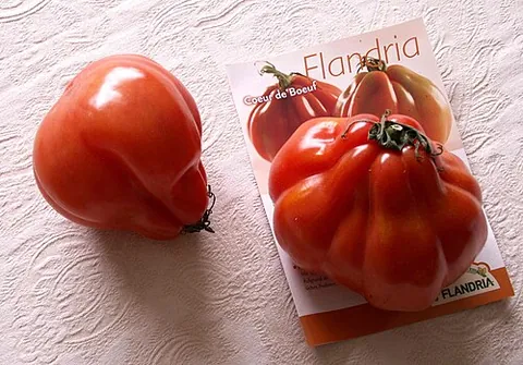 beef tomato: a type of large tomato