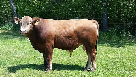 beefalo: a cross between a domestic cow and an American buffalo or bison