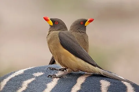 beefeater: an African bird of the genus Buphagus, which feeds on the larvae of botflies hatched under the skin...