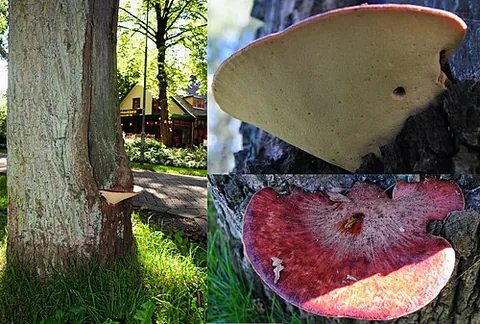 beefsteak mushroom: any member of the species Fistulina hepatica of edible mushrooms
