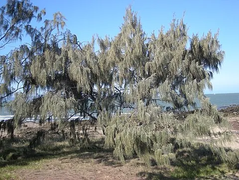 beefwood: any of the Australian trees, of at least three different orders of plants, having timber resembling...