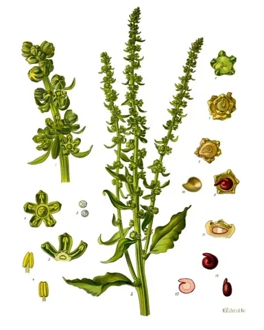 beet: beta vulgaris, a plant with a swollen root which is eaten or used to make sugar
