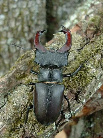 beetle: any of numerous species of insect in the order Coleoptera characterized by a pair of hard,...