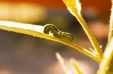 beetworm: a larva of a moth of species Spodoptera exigua, an armyworm which is a destructive agricultural pest