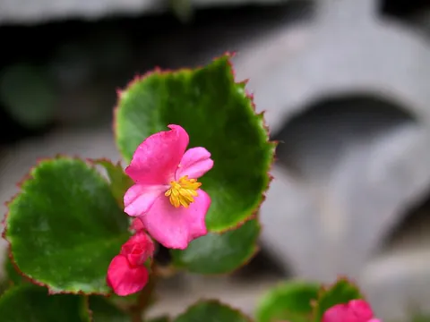 begonia: any plant of the large genus of Begonia