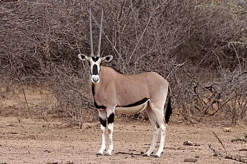 beisa: a species of antelope from East Africa (Oryx beisa, East African oryx)