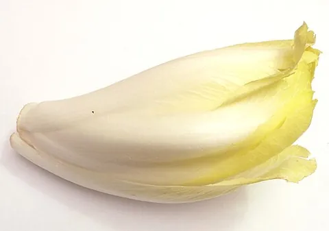 belgian endive: common chicory, Cichorium intybus, grown without sunlight to produce pale leaves