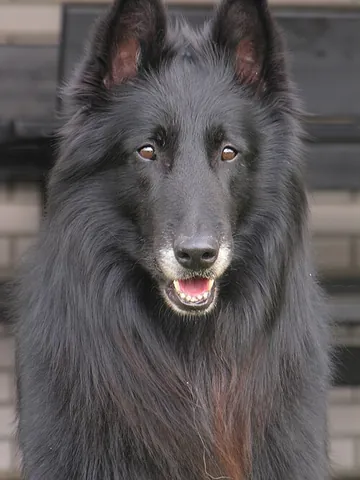 belgian groenendael: the long-haired black variant of the Belgian Sheepdog
