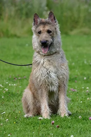 belgian laekenois: one of four variants of the Belgian Sheepdog