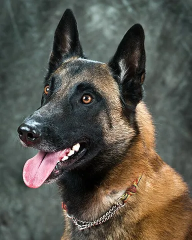 belgian malinois: one of four variants of the Belgian Sheepdog