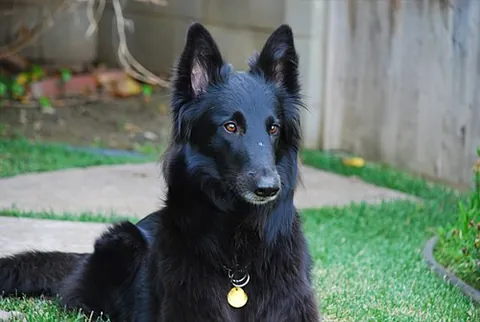 belgian sheepdog: one of four variants of sheep herding dog bred in Belgium