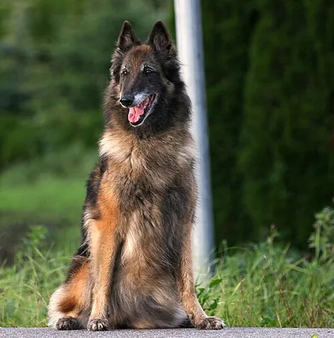 belgian tervuren: one of four variants of the Belgian Sheepdog