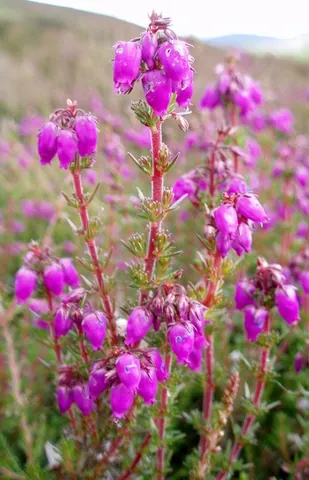 bell heather: a species of heather, native to western and central Europe, Erica cinerea; heather-bell