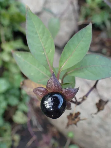 belladonna: a plant, Atropa belladonna, having purple bell-shaped flowers and poisonous black glossy berries
