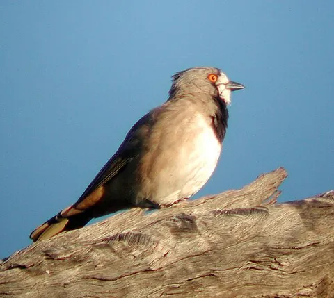 bellbird: any of various birds with far-carrying bell-like calls, including the New Zealand bellbird...