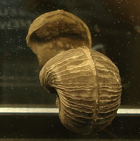 bellerophon: any member of the genus †Bellerophon of fossil gastropod shells, believed to belong to the...