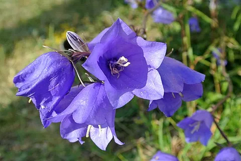 bellflower: any flowering plants in the genus Campanula