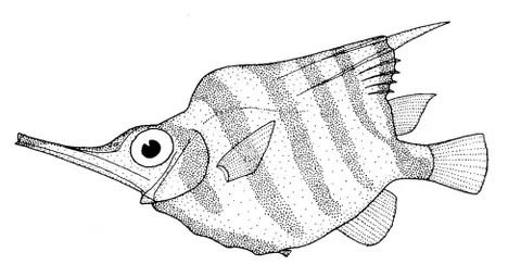 bellowsfish: a fish in the genus Notopogon, resembling a bellows in shape