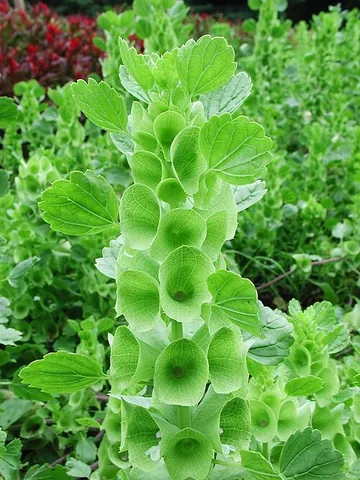 bells of ireland: a plant in the mint family grown for its distinctive green cup-like circular calyxes, Moluccella...