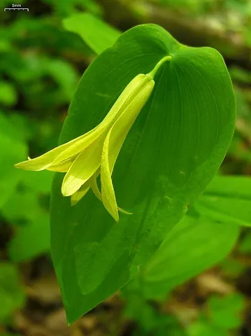 bellwort: any of several perennial plants, of the genus Uvularia, that have yellow, bell-shaped flowers