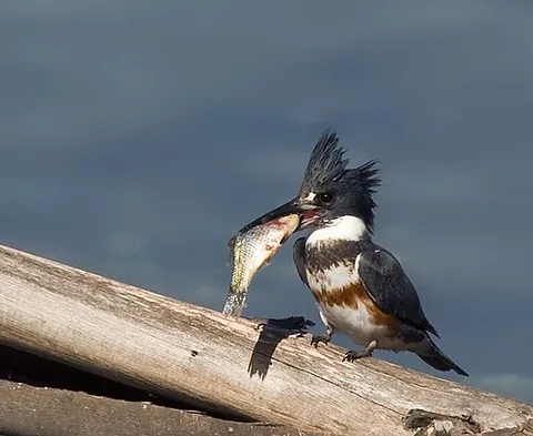 belted kingfisher: megaceryle alcyon, a North American species of kingfisher