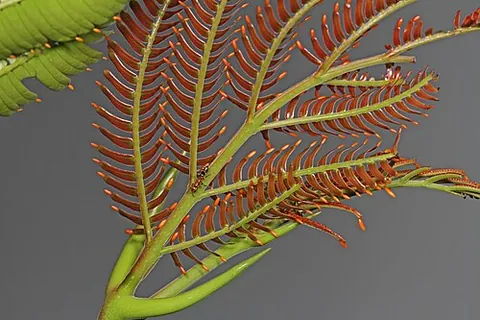 beltian body: a structure found on the tips of leaflets in some acacias, rich in lipids and proteins, believed to...