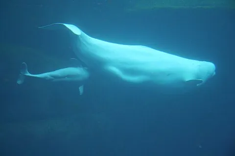 beluga whale: synonym of beluga (“a cetacean, Delphinapterus leucas, found in the Arctic Ocean”)