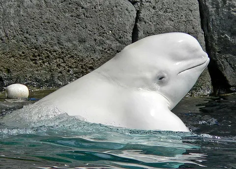 beluga: a whale, Delphinapterus leucas, found in the Arctic Ocean
