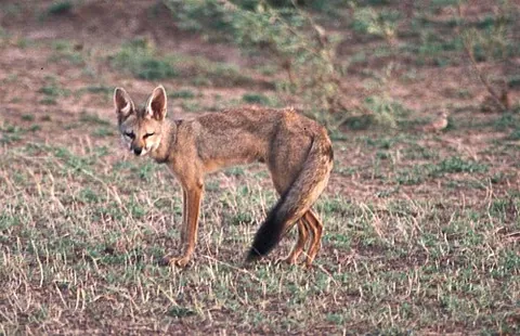 bengal fox: vulpes bengalensis, a fox endemic to the Indian subcontinent