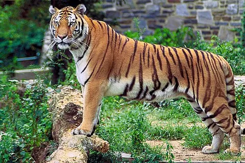 bengal tiger: any tiger of a specific, fragmented population of the subspecies Panthera tigris tigris in the...