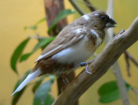 bengalese finch: a domesticated estrildid finch, Lonchura striata domestica or Lonchura domestica, thought to have...