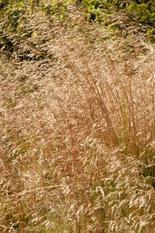 bent grass: any of several grasses, of the genus Agrostis, native to temperate climates; grown for pasture,...