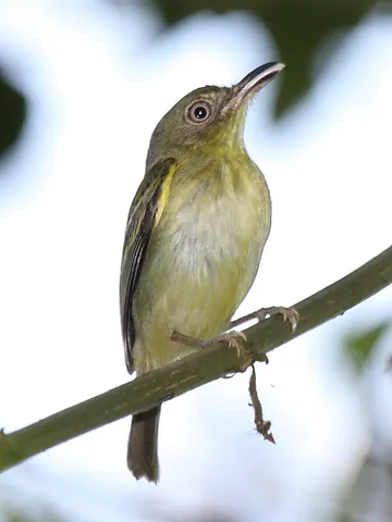 bentbill: any of the tropical birds in the genus Oncostoma, found in Central and South America