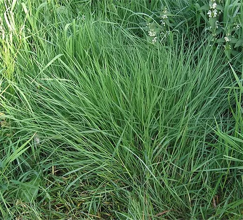 bentgrass: any of numerous reedy grass species of the genus Agrostis