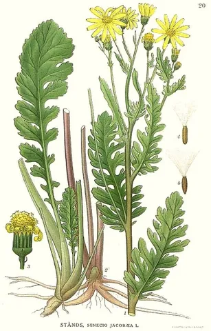 benweed: common ragwort (Jacobaea vulgaris, syn. Senecio jacobaea)
