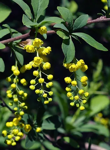 berberis: any of very many evergreen or deciduous shrubs of the genus Berberis