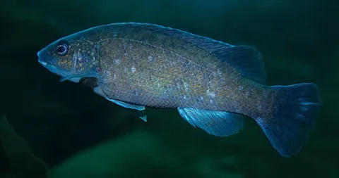 bergall: tautogolabrus adspersus, a wrasse native to the western Atlantic, inhabiting inshore waters near...